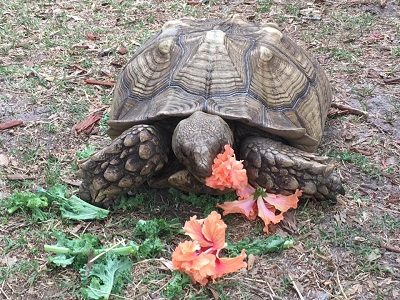 tortoise on grass
