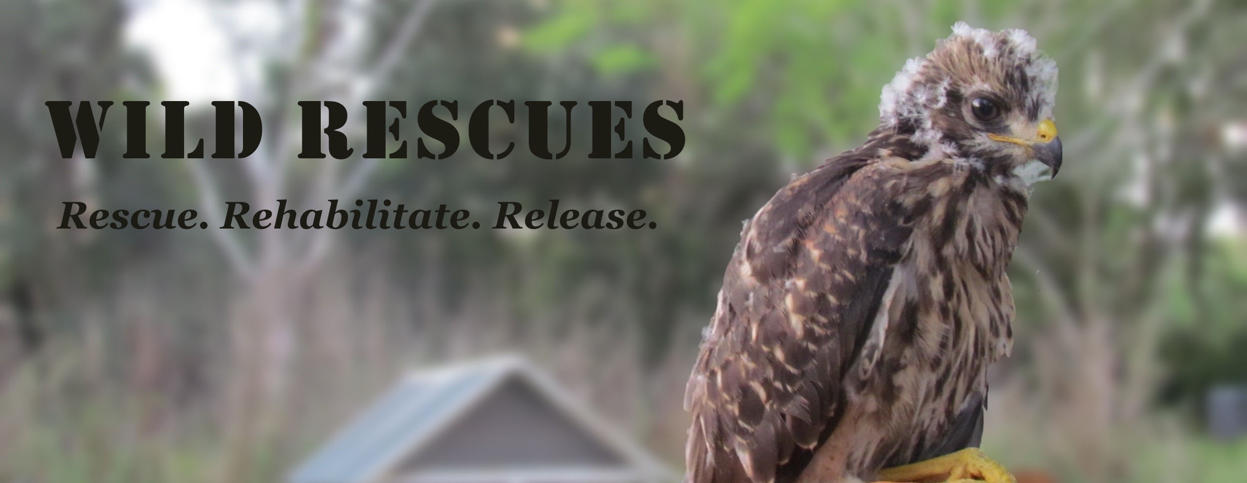 Wild Rescues banner